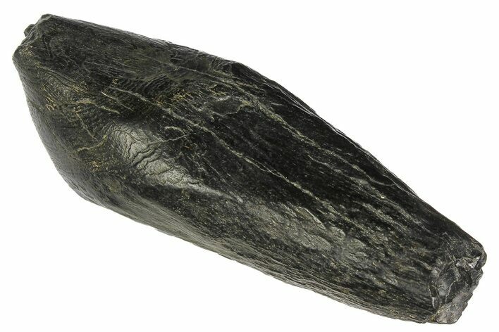Fossil Sperm Whale (Scaldicetus) Tooth - South Carolina #176168